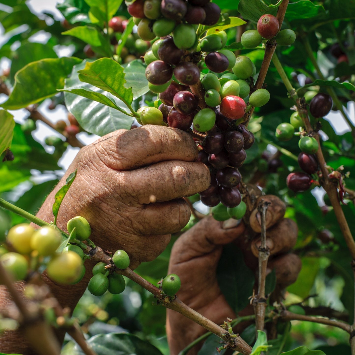 La Joyería, Colombia | ESPRESSO